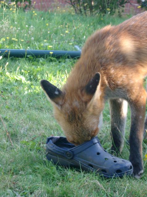 foxblog shoes 3