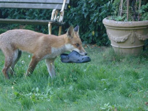 fox blog shoes 2